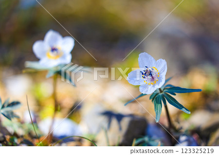 Two-wheeled Setsubun grass 123325219