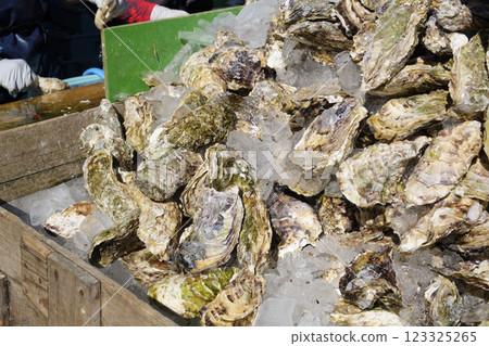 市面上展示的供生吃的野生岩牡蠣 市面上展示的供生吃的野生岩牡蠣 123325265
