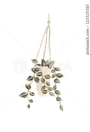 Houseplant in flowerpot. Flat hand drawn foliage string of pearls in beige pot. Cute greenery for urban jungle. Houseplant in flowerpot. Flat hand drawn foliage string of pearls in beige pot. Cute greenery for urban jungle. 123325383