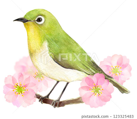 水彩插畫：日本繡眼鳥的春天形象 123325483