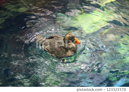 海遊館/迷人的海洋生物（大阪市港區海岸通） 123325578