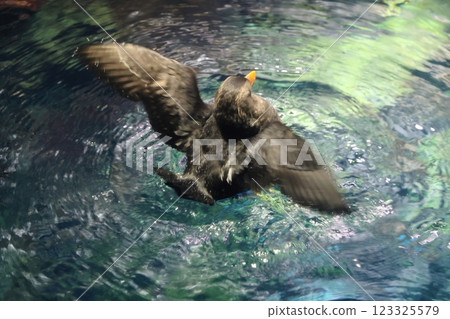 海遊館/迷人的海洋生物（大阪市港區海岸通） 123325579