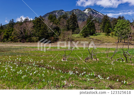 Snow-covered Mt. Hiuchigatake seen from Oze Oe Marsh in early summer 123325618