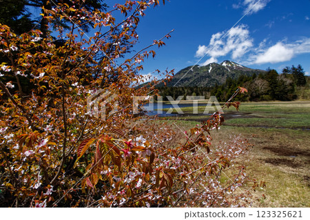 Snow-covered Mt. Hiuchigatake seen from Lake Oze with its blooming Chishima cherry blossoms 123325621