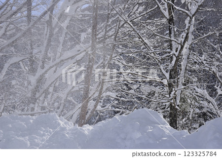 Snowy scenery in severe winter Snowy scenery in severe winter 123325784