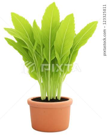 French Sorrel (Rumex scutatus) Compact green herb with tart leaves, grown in a simple terracotta pot, popular in French kitchens 123325811