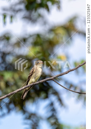 Eastern wood pewee (Contopus virens), Ecoparque Sabana, Cundinamarca department. Wildlife and birdwatching in Colombia 123325847