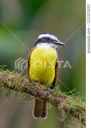 Great kiskadee, Pitangus sulphuratus, La Fortuna, Volcano Arenal, Costa Rica Wildlife Great kiskadee, Pitangus sulphuratus, La Fortuna, Volcano Arenal, Costa Rica Wildlife 123325852