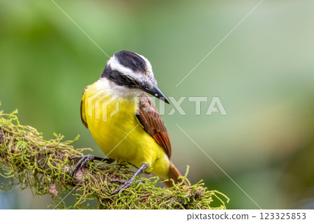 Great kiskadee, Pitangus sulphuratus, La Fortuna, Volcano Arenal, Costa Rica Wildlife Great kiskadee, Pitangus sulphuratus, La Fortuna, Volcano Arenal, Costa Rica Wildlife 123325853