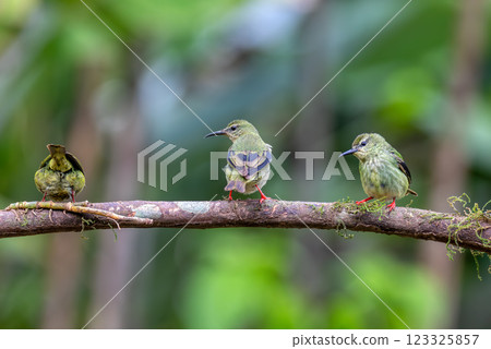 Red-legged honeycreeper female, La Fortuna, Volcano Arenal, Costa Rica Wildlife 123325857