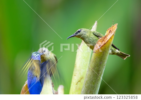 Red-legged honeycreeper female, La Fortuna, Volcano Arenal, Costa Rica Wildlife 123325858