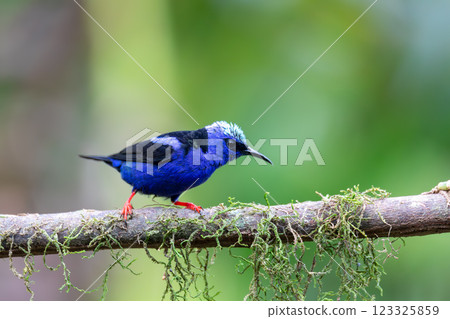 Red-legged honeycreeper, Cyanerpes cyaneus, La Fortuna, Costa Rica 123325859
