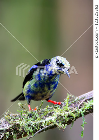Red-legged honeycreeper Juvenile , Cyanerpes cyaneus, La Fortuna, Volcano Arenal, Costa Rica Wildlife 123325862
