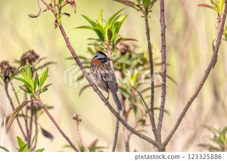 Rufous-collared sparrow or Andean sparrow (Zonotrichia capensis), Cundinamarca department. Wildlife and birdwatching in Colombia 123325886