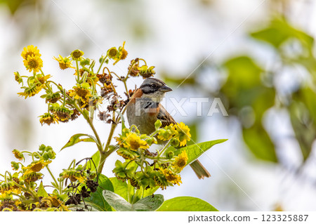 Rufous-collared sparrow or Andean sparrow (Zonotrichia capensis), Cundinamarca department. Wildlife and birdwatching in Colombia 123325887