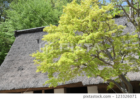 Maple flowers bloom 123326071