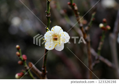 一朵白梅花 一朵白梅花 123326198