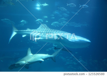 Kaiyukan / Whale shark swimming (Kaigandori, Minato Ward, Osaka City) Kaiyukan / Whale shark swimming (Kaigandori, Minato Ward, Osaka City) 123326580