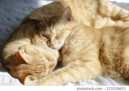 貓親子日常風景 123326651