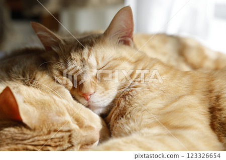 Daily scenery of cat parent and child Daily scenery of cat parent and child 123326654
