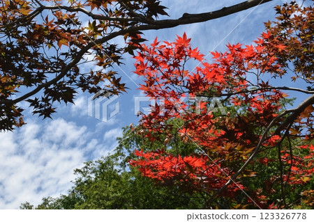 Nukui Shrine, Maple leaves, Nukui, Koganei City, Tokyo 123326778