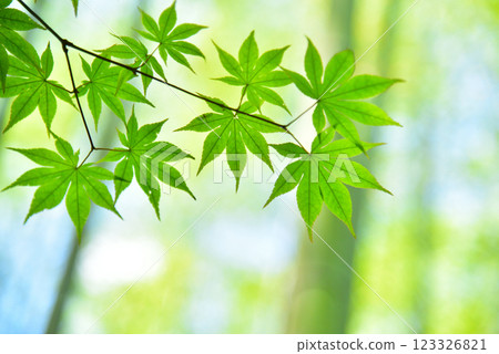 The season of fresh green leaves and green maples 123326821