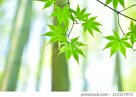 新葉青楓的季節 新葉青楓的季節 123327073