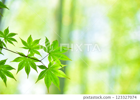 The season of fresh green leaves and green maples The season of fresh green leaves and green maples 123327074
