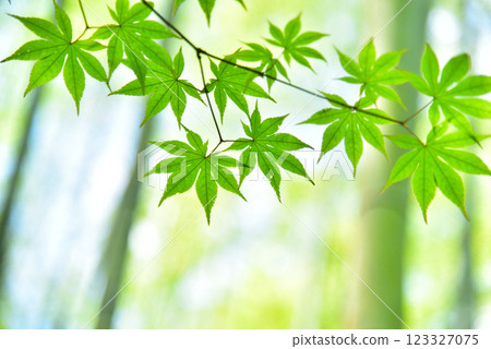The season of fresh green leaves and green maples The season of fresh green leaves and green maples 123327075