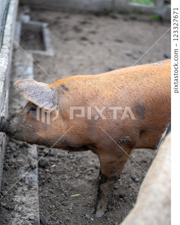 Single dirty pig standing in a muddy pigsty pen Single dirty pig standing in a muddy pigsty pen 123327671