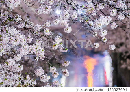 Cherry blossom trees in full bloom Cherry blossom trees in full bloom 123327694