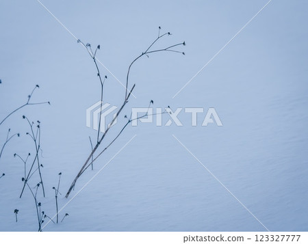 Winter-dead plants standing on a silvery snowy field Winter-dead plants standing on a silvery snowy field 123327777