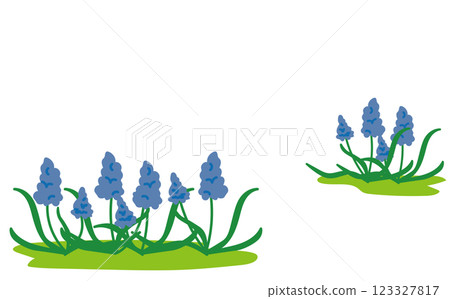 Muscari flower background illustration material Muscari flower background illustration material 123327817