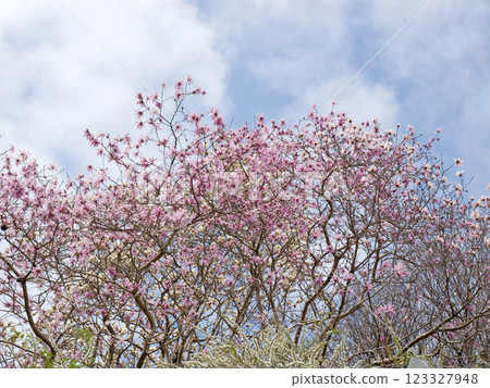 一棵盛開的紅玉蘭樹（也稱為姬蘭樹）在春天的天空中格外引人注目。 123327948