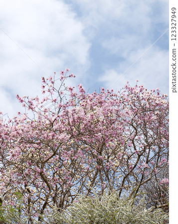 紅木蘭（也稱為 Himeshidekobushi）和雪柳（Spiraea ulmoides）在春天的天空下盛開。 123327949