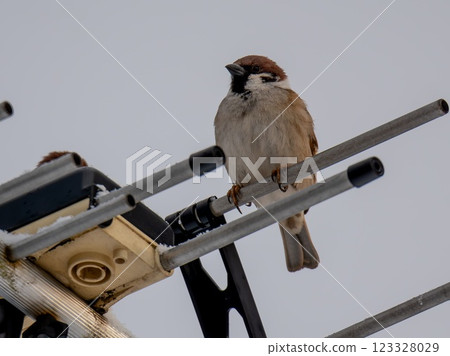 Under the winter sky, a lonely sparrow stands on a rusty antenna Under the winter sky, a lonely sparrow stands on a rusty antenna 123328029