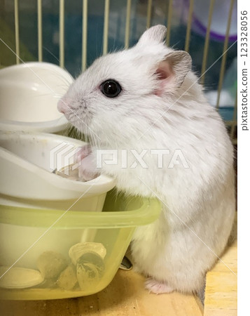 非洲倉鼠珍珠白大福 非洲倉鼠珍珠白大福 123328056