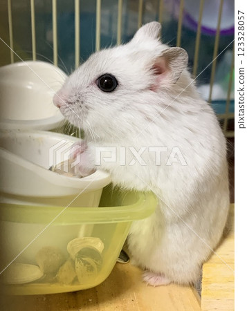 非洲倉鼠珍珠白大福 非洲倉鼠珍珠白大福 123328057