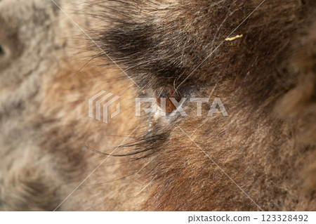 Close-up camel eye. Bactrian Camel. 123328492