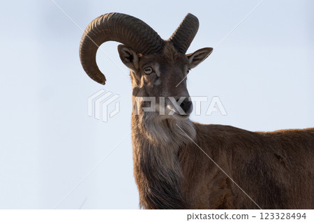 Transcaspian urial (Ovis orientalis arkal). Wild life animal. 123328494