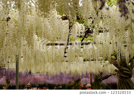 Wisteria flowers in full bloom Wisteria flowers in full bloom 123328533
