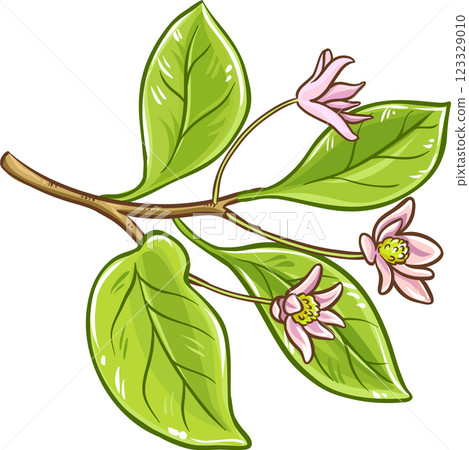 Schisandra Branch Berries and Leaves Colored Detailed Illustration. Organic natural nutritional healthy food ingredient, vegetarian diet product. Schisandra Branch Berries and Leaves Colored Detailed Illustration. Organic natural nutritional healthy food ingredient, vegetarian diet product. 123329010