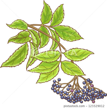 Elderberry Branch with Berries and Leaves Colored Detailed Illustration. Organic natural nutritional healthy food ingredient, vegetarian diet product. Elderberry Branch with Berries and Leaves Colored Detailed Illustration. Organic natural nutritional healthy food ingredient, vegetarian diet product. 123329012