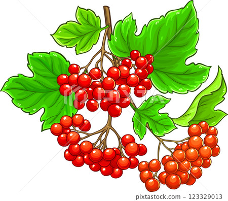 Guelder Rose Branch Colored Detailed Illustration. Vector isolated for design or decoration. Guelder Rose Branch Colored Detailed Illustration. Vector isolated for design or decoration. 123329013