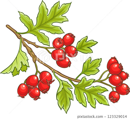 Hawthorn Branch Colored Detailed Illustration. Hawthorn Branch Colored Detailed Illustration. 123329014