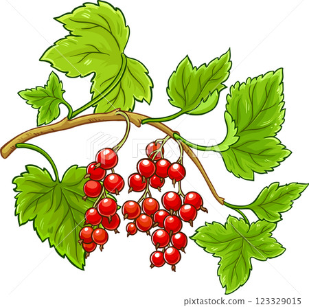 Red Currant Branch with Berries and Leaves Colored Detailed Illustration. Organic natural nutritional healthy food ingredient, vegetarian diet product Red Currant Branch with Berries and Leaves Colored Detailed Illustration. Organic natural nutritional healthy food ingredient, vegetarian diet product 123329015