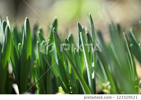 Early spring daffodils (narcissus) [background material] 123329521