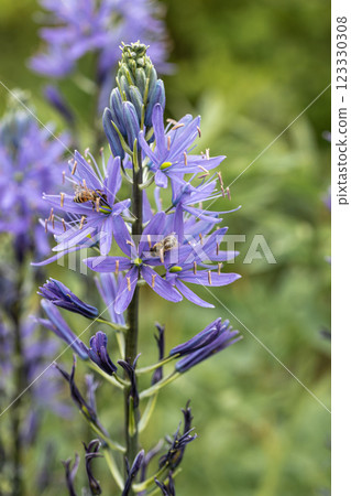 Camassia leichtlinii Caerulea flower in a garden Camassia leichtlinii Caerulea flower in a garden 123330308