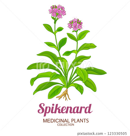 Spikenard Plant Colored Detailed Illustration 123330505