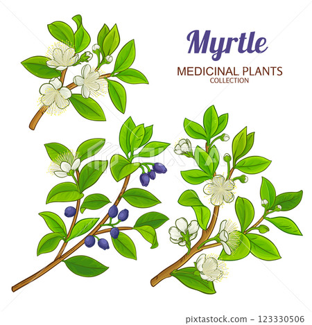 Myrtle Branch Colored Detailed Illustration Myrtle Branch Colored Detailed Illustration 123330506